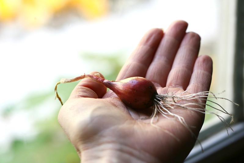coronavirus onions