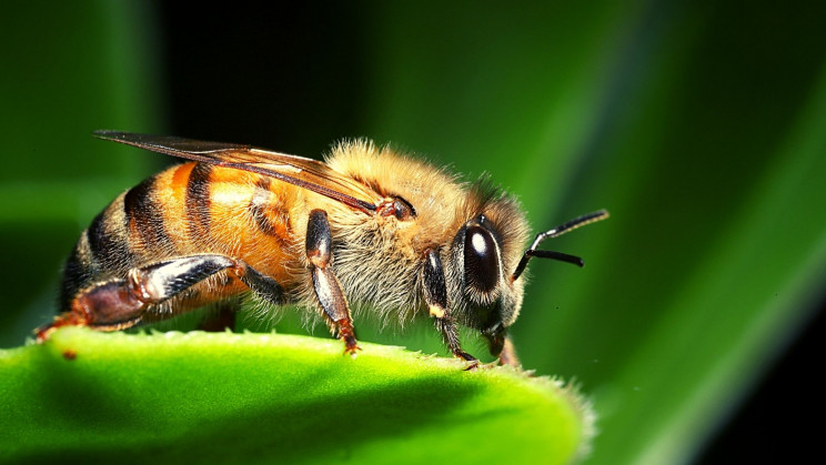 A Bee Cloned Itself Millions of Times Over the Last 30 Years