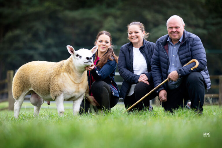 Sheep Sells for a World Record Price in Scotland Auction Sheep Sells for a World Record Price in Scotland Auction