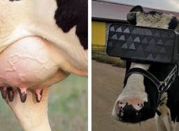 Redditors Debate How Much Milk a Cow Needs to Produce to Afford a VR Headset