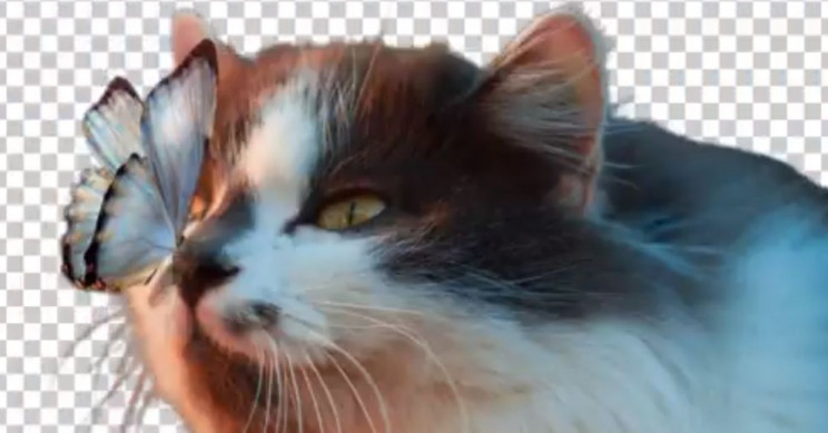 clipdrop-kitty ClipDrop Kitty