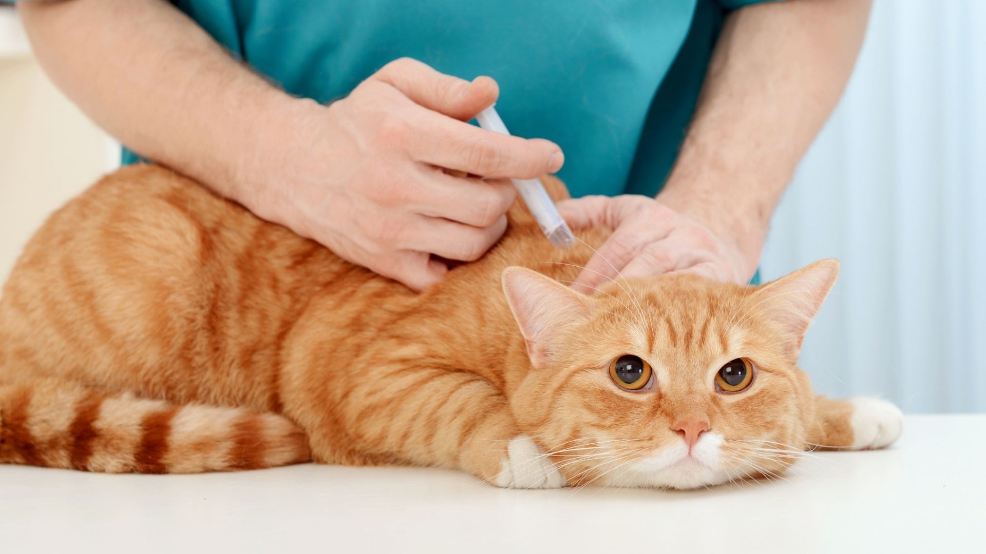 Study Confirms You Can Infect Your Cat With COVID-19 Study Confirms You Can Infect Your Cat With COVID-19