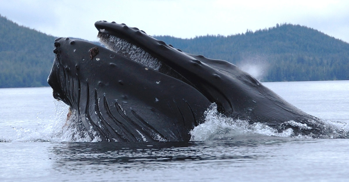 A Humpback Whale Straining Krill A Humpback Whale Straining Krill