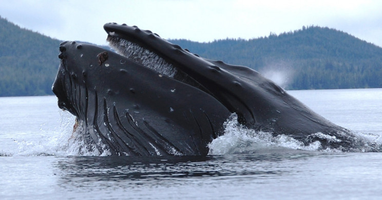 A Humpback Whale Straining Krill A Humpback Whale Straining Krill