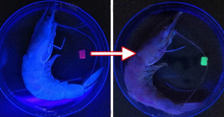 Skin-Like 'Chameleon' Hydrogels Can Help Achieve Active Camouflage in Robots