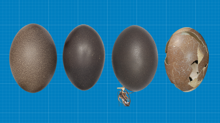 Scientist Finds First Complete Egg of Extinct Dwarf Emu in Sand Dune