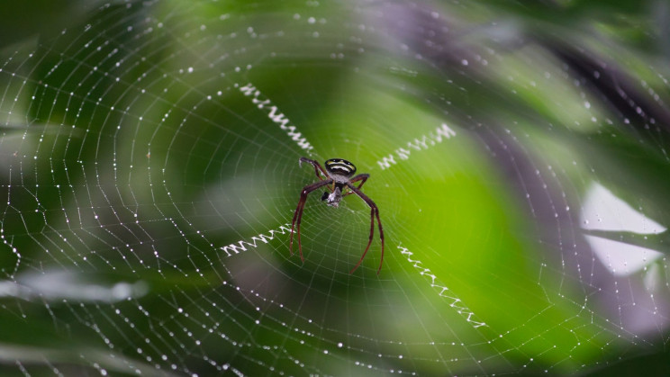 Spider silk can fortify the potency of cancer-fighting protein