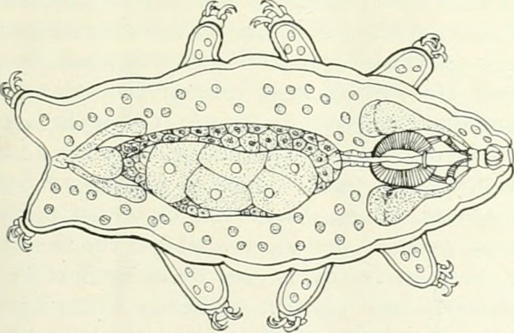 Tardigrade Tardigrade