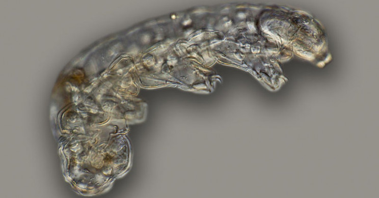 Tardigrade Tardigrade