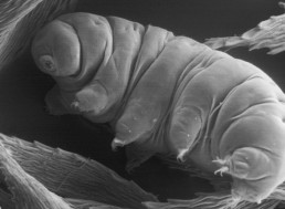 25 of Your Most Frequently Asked Questions About Tardigrades Answered!
