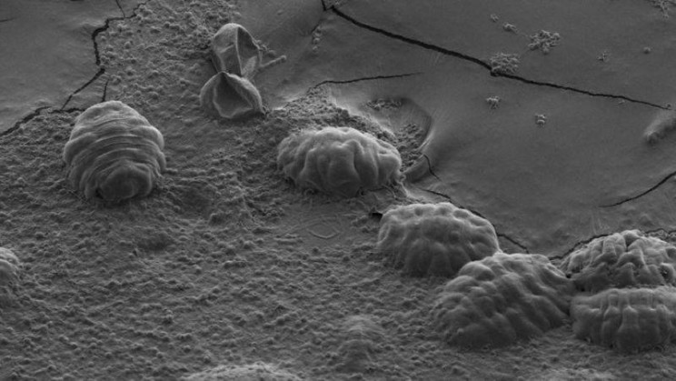 Tardigrade-Tun Tardigrade Tun