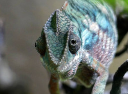New Artificial 'Chameleon Skin' Changes Color when Exposed to Light, Heat