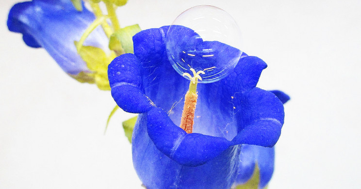 Drones Equipped with Bubble Guns Pollinate Flowers as Bees Decline