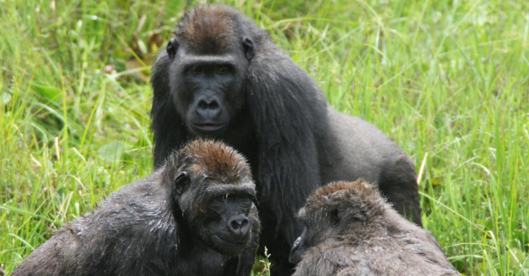 New Study on Gorillas Could Help Understand the Origins of Human Social Evolution