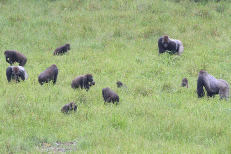 New Study on Gorillas Could Help Understand the Origins of Human Social Evolution New Study on Gorillas Could Help Understand the Origins of Human Social Evolution