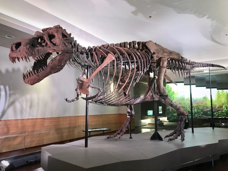 Sue Tyrannosaurus rex Sue Tyrannosaurus rex