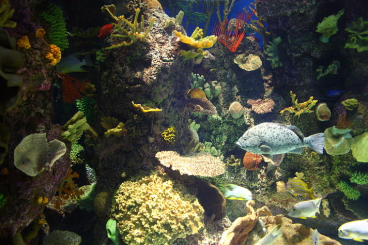 Wild Reef at Shedd Aquarium Wild Reef at Shedd Aquarium