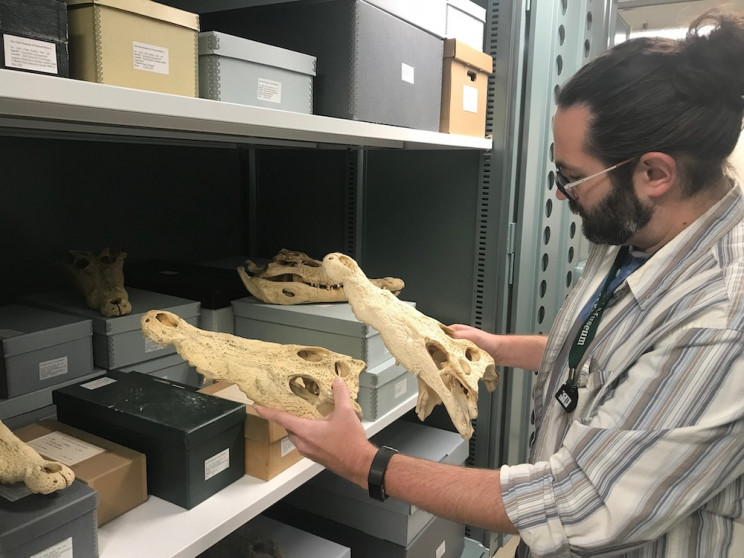 Scientists Make Rare Species Discovery in Museum Collections