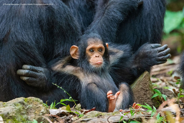 13 Comedy Wildlife Photographs of the Year 13 Comedy Wildlife Photographs of the Year