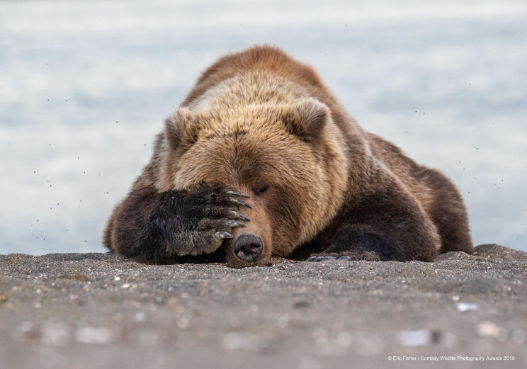 13 Comedy Wildlife Photographs of the Year 13 Comedy Wildlife Photographs of the Year