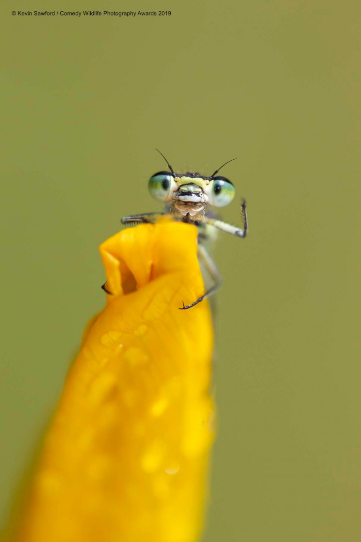 13 Comedy Wildlife Photographs of the Year 13 Comedy Wildlife Photographs of the Year