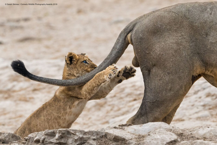 13 Comedy Wildlife Photographs of the Year 13 Comedy Wildlife Photographs of the Year