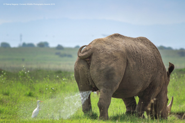 13 Comedy Wildlife Photographs of the Year 13 Comedy Wildlife Photographs of the Year