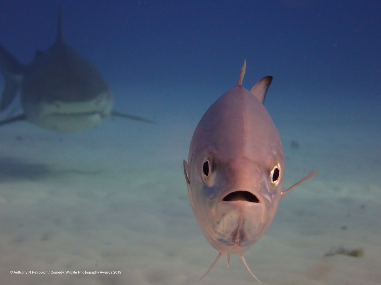 13 Comedy Wildlife Photographs of the Year 13 Comedy Wildlife Photographs of the Year