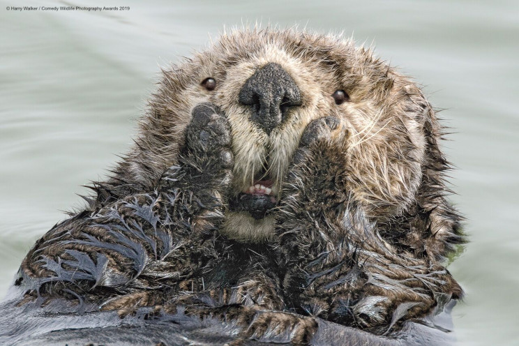 13 Comedy Wildlife Photographs of the Year 13 Comedy Wildlife Photographs of the Year