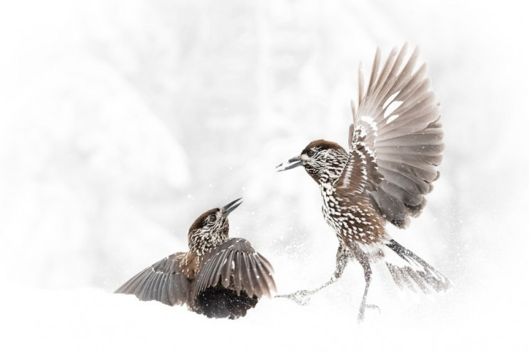 The Royal Society Announces Best Science Photos Of The Year The Royal Society Announces Best Science Photos Of The Year