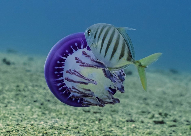 The Royal Society Announces Best Science Photos Of The Year The Royal Society Announces Best Science Photos Of The Year