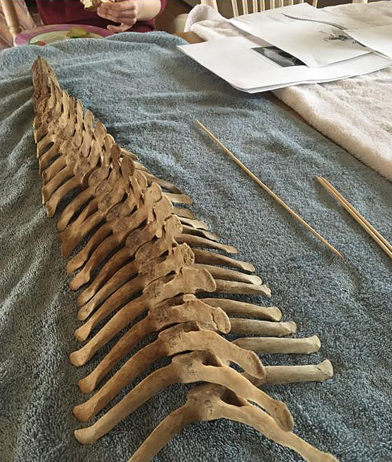 Man Finds Vertebrae Bones on the Beach, Puts Them Back Together Like a Puzzle Man Finds Vertebrae Bones on the Beach, Puts Them Back Together Like a Puzzle