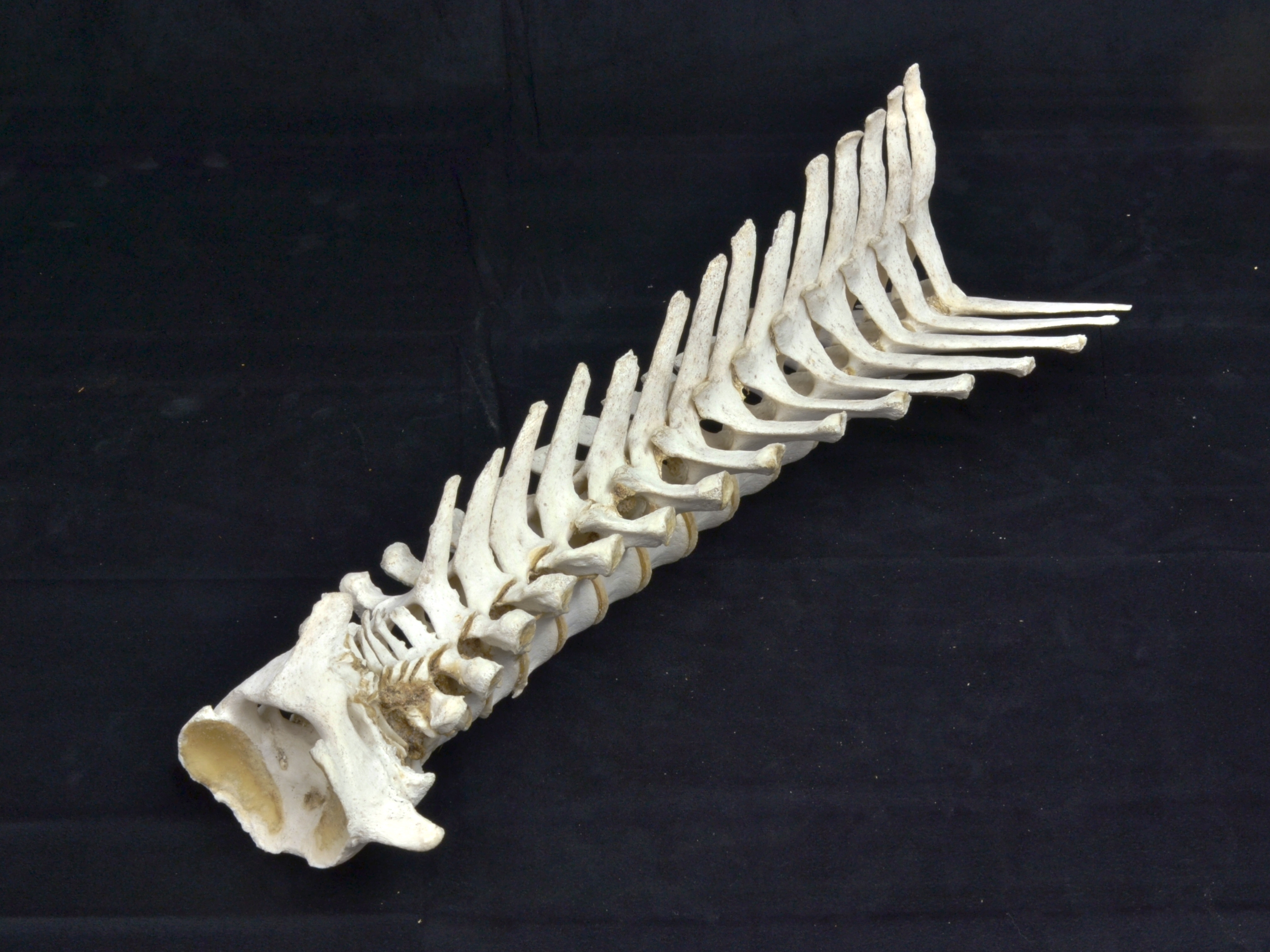 Man Finds Vertebrae Bones on the Beach, Puts Them Back Together Like a Puzzle Man Finds Vertebrae Bones on the Beach, Puts Them Back Together Like a Puzzle