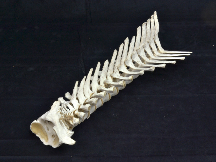 Man Finds Vertebrae Bones on the Beach, Puts Them Back Together Like a Puzzle Man Finds Vertebrae Bones on the Beach, Puts Them Back Together Like a Puzzle