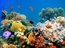 Researchers Use 3D Printed Coral to Help Homeless Fish
