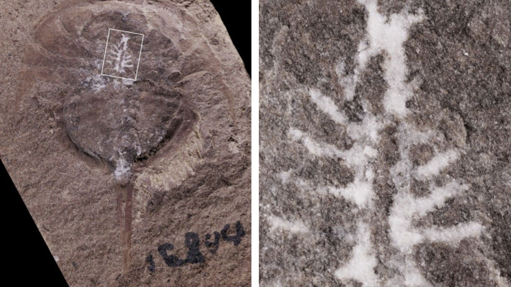 310-Million Year Old Fossil Sheds Light on Horseshoe Crab Brains