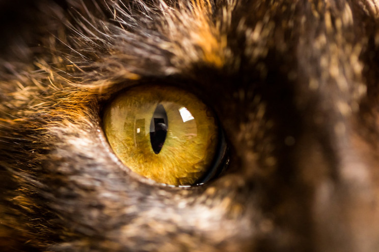 uv vision cats