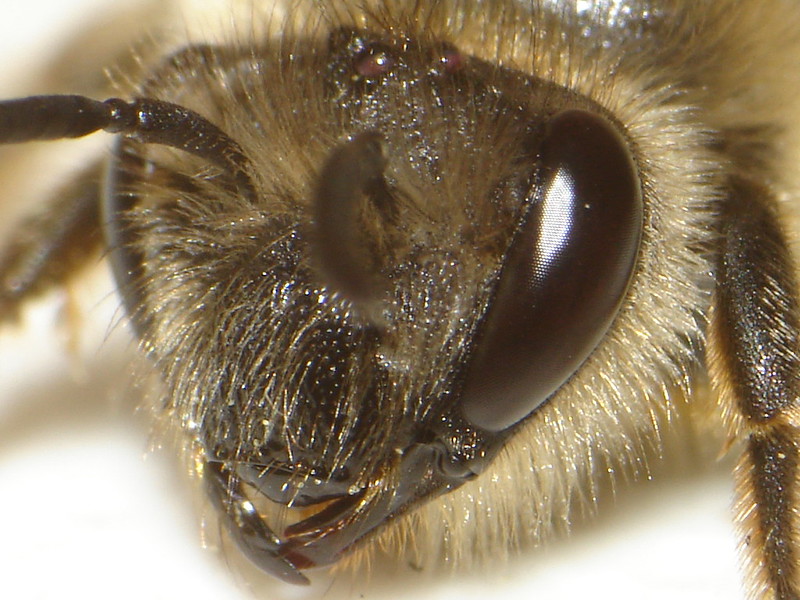 uv light vision bees