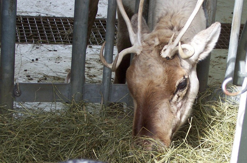 uv light vision reindeer