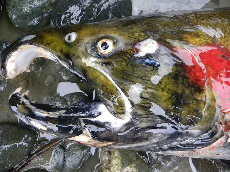 uv vision salmon