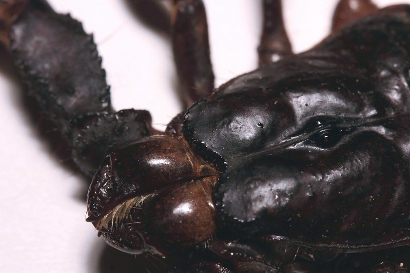 uv light vision scorpion