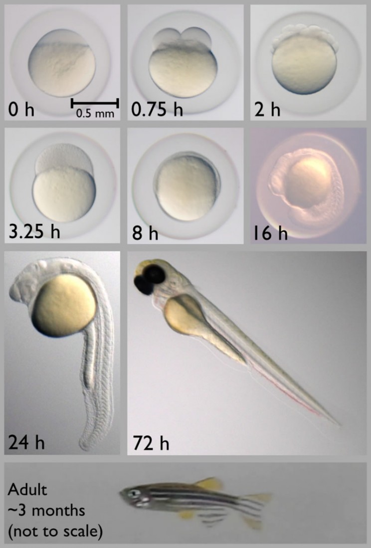 zebrafish development