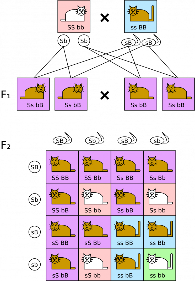 Gregor Mendel's Laws of Inheritance Changed our Understanding of Genetics