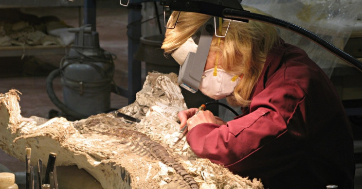 Researchers Discover New Reptile Species Dating Back to the Triassic Period