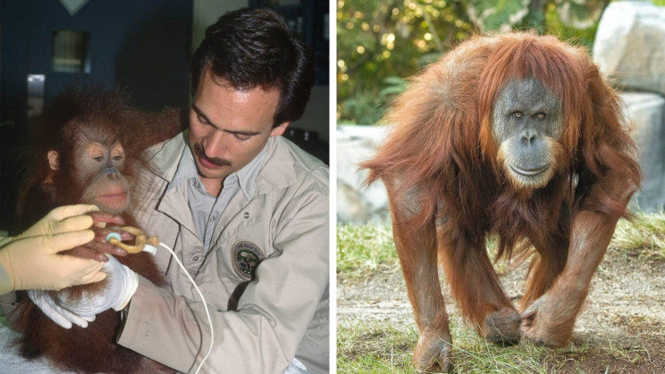 San Diego Zoo Great Apes Get the First COVID-19 Vaccine