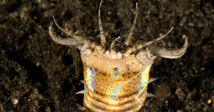 Scientists Discover Fossil of Worm That Pulls and Traps Its Prey Underground