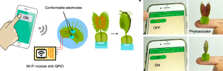 Engineers Turned Living Venus Flytrap Into Cyborg Robotic Grabber Engineers Turned Living Venus Flytrap Into Cyborg Robotic Grabber