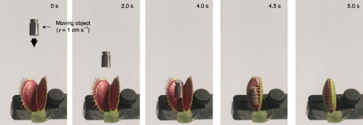 Engineers Turned Living Venus Flytrap Into Cyborg Robotic Grabber Engineers Turned Living Venus Flytrap Into Cyborg Robotic Grabber