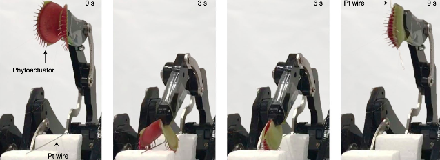Engineers Turned Living Venus Flytrap Into Cyborg Robotic Grabber Engineers Turned Living Venus Flytrap Into Cyborg Robotic Grabber