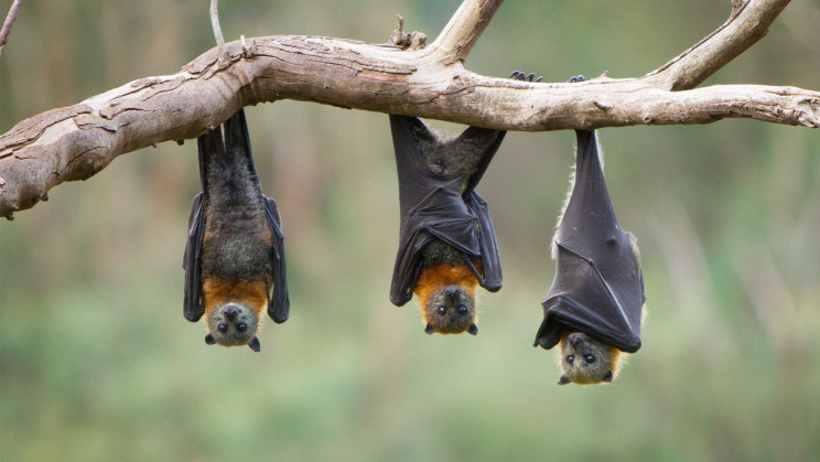 Animal relocating could be the trigger for the next pandemic, study finds